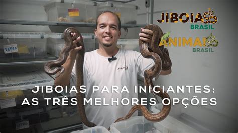 Jiboias para iniciantes: as três melhores opções .